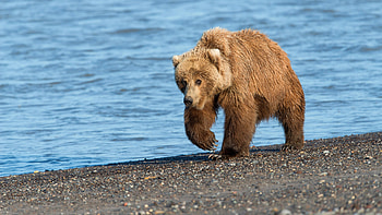 Coastal wilderness, Bear by the river, Serene beachscape, Wildlife graphy HD wallpaper