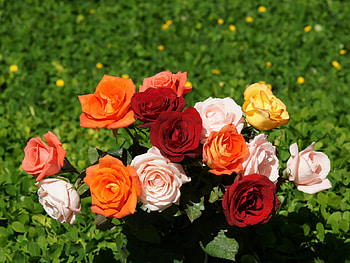 Rose bouquet, rose, grass, color, flower HD wallpaper