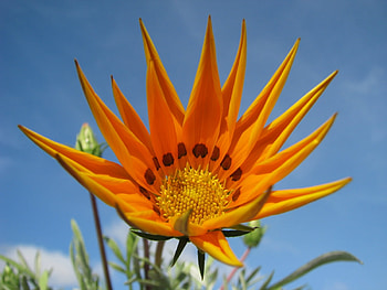 Plants, Flowers HD wallpaper