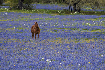 Best bluebonnet spots, Texas travel guide, Jason Weingart graphy, Nature's spectacle HD wallpaper