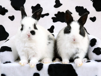 Animals, Rodents, Rabbits HD wallpaper
