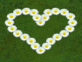 Daisy Love, nature, flowers, love, daisy HD wallpaper