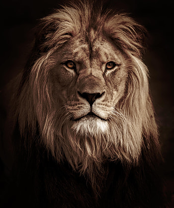 Animals, Lion, Predator, Big Cat, Animal HD phone wallpaper
