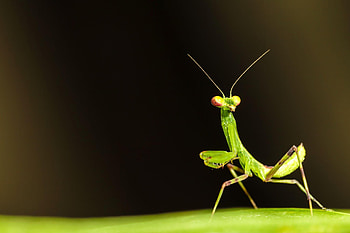Mantis, Insects HD wallpaper