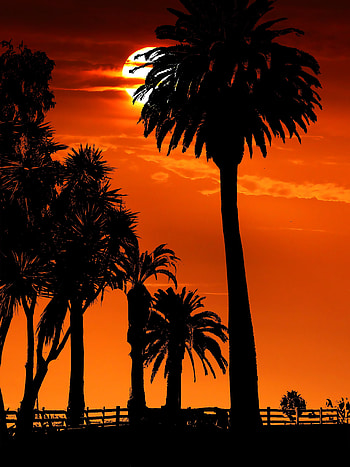 Sunset, Sun, Night, Palms, Dark, Silhouettes HD phone wallpaper