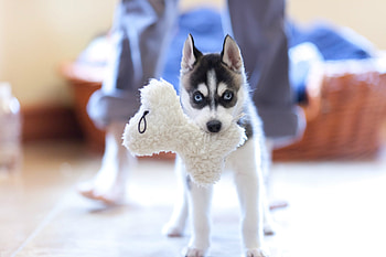 Animals, Dog, Muzzle, Puppy, Husky HD wallpaper
