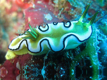 Ocean Life, shell, colors, ocean, rock HD wallpaper