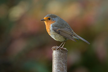 Robin Bird graphy, robins, birds, graphy, macro HD wallpaper