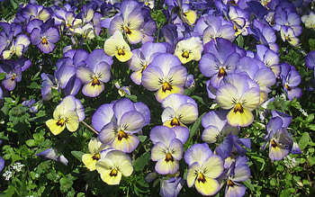 Pansies, nature, flowers, flowerbed HD wallpaper