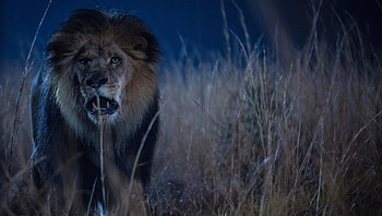Zoo (2022) movie HD wallpaper