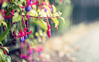 Flowers, Plant, Macro, Petals, Branch HD wallpaper