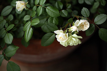 White Roses, White, Roses, Leaves, Garden HD wallpaper