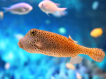 Animals, Color, Underwater World, Fish, Exotic HD wallpaper