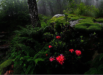 Forest flowers, red, beautiful, flowers, greens, forest, rock HD wallpaper