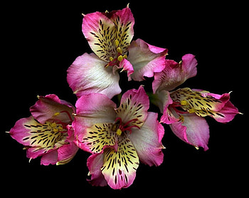 Wonderful Lily, pink, white, flower, lily HD wallpaper