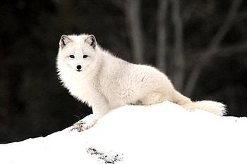 Winter fox, Captivating , Arctic beauty, Season's essence HD wallpaper