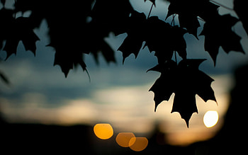 Silhouette of maple leaf, , Silhouette of maple leaf HD wallpaper
