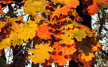 Nature, Autumn, Leaves HD wallpaper