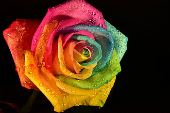 ڪےღڰۣ✿﻿ ღ❤ღ ڪےღڰۣ✿﻿, rose, beautiful, macro, flower HD wallpaper