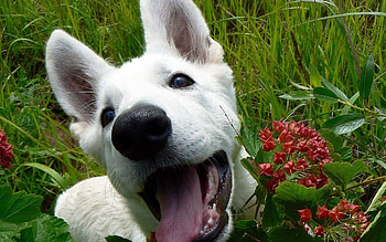 Animals, Flowers, Grass, Leaves, Dog, Muzzle HD wallpaper