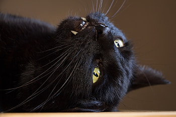Cat Fangs!, Fangs, Cute, Black Cats, graph, Beautyfull, Cats, Snapshot, Black Cat, Black Fur, graphy, Felidae, Playing, , Fur, Black, Teeth, Feline, Pretty, Animals, Growl, Predator, Cat, Animal HD wallpaper