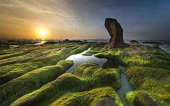 Mossy Beach, water, sunset, moss, beach HD wallpaper