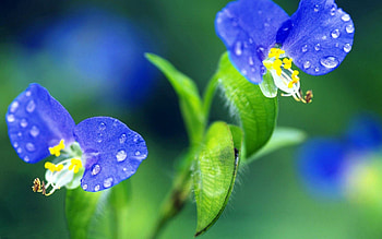 Grass, Drops, Flower, Macro HD wallpaper