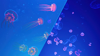Jellyfish Abstract , jellyfish, underwater, animals, abstract, artstation HD wallpaper