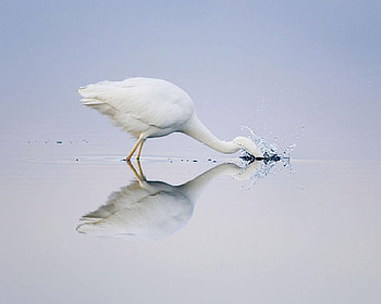 Great White Egret Fishing Spain, spain, white, feathers, bird, fishing, animals, egret, water HD wallpaper