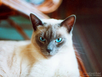 MY NAME IS GERTRUDE, cuddly, greeneyes, siamesse HD wallpaper
