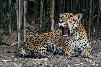 Jaguar, animal, cat, feline HD wallpaper