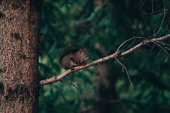 Animals, Squirrel, Fluffy, Brown, Branch, Animal HD wallpaper