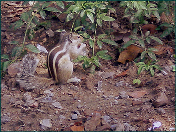 Eating time, nature, squirrels, animals HD wallpaper