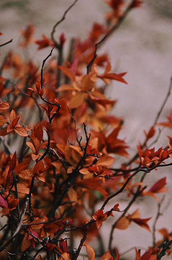 Nature, Leaves, Bush, Plant, Branches HD phone wallpaper