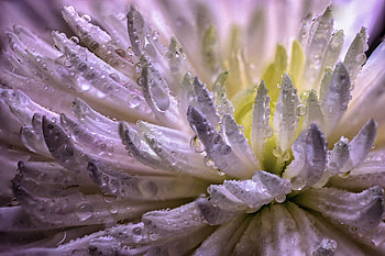 Drops, white blue flower, petals, close up HD wallpaper