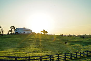 Beautiful sunrise illuminating a peaceful Kentucky farm with lush green pastures and grazing horses. HD wallpaper