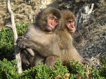 Primates, funny, nature, wild, animals HD wallpaper