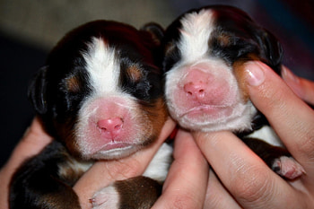 Dogs, dog, sweet, animal, cute, beautiful, puppys, puppy, pretty, animals, lovely HD wallpaper