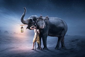 Elephants, Saddle, Animal, Asian Elephant HD wallpaper