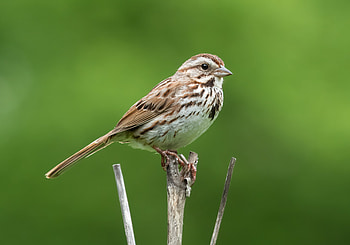 Song sparrow (Melospiza melodia) in Prospect Park, Brooklyn USA, Animal, sparrow HD wallpaper