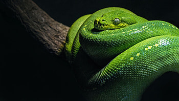 High-quality snake , Artful snake depictions, Creative snake backgrounds, Visual inspiration HD wallpaper