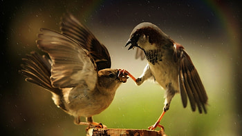 shut your mouth, natur, birds, sparrows, animals HD wallpaper