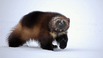 Wolverine animal , , Gulo gulo, Animal planet HD wallpaper
