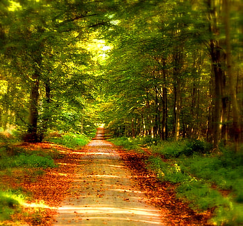 Summer goodbye, leaves, sunlight, path, green trees, forest, red leaves HD wallpaper