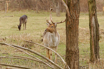 Animals, Trees, Deers, Horns HD wallpaper
