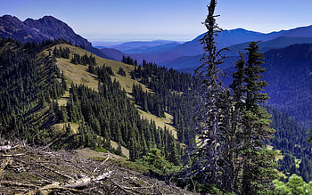 Landscape, Nature, Mountains, Wood, Forest, Tree, Branches, Height, Dry, Dead HD wallpaper