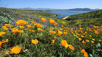 Spring blossoms in California, meadows, colors, flowers, usa HD wallpaper