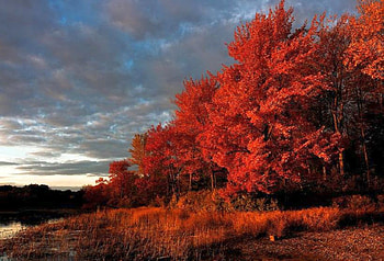 Red Leaves, leaves, , red, trees, beautiful HD wallpaper