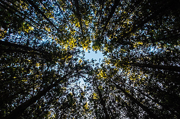 Nature, Trees, Sky, Leaves, Top, Tops HD wallpaper