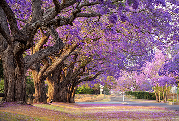 Jacaranda trees, jacaranda, flower, tree, purple, road, nature HD wallpaper